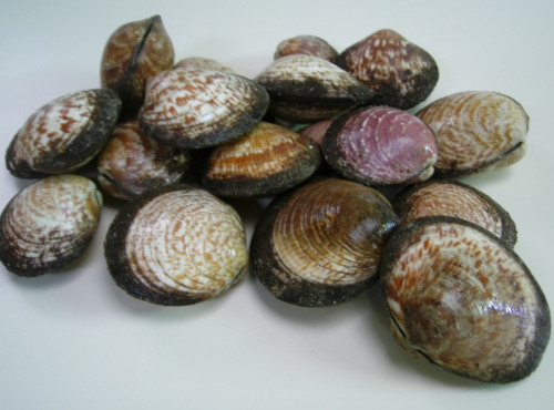 Thaëron - Amandes de mer - Barquette de 500 g