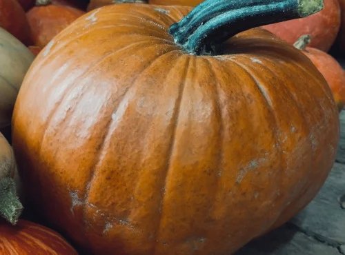 Ferme Joos - Citrouille Halloween 6 à 8 kg