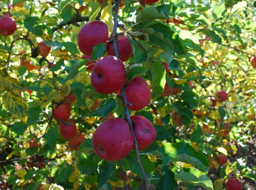 La Boite à Herbes - Pomme Pink Cripps Bio 1kg