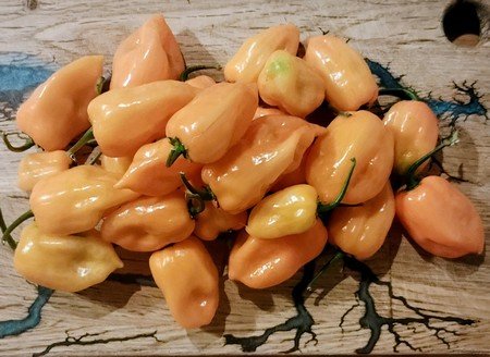 HERBA HUMANA - Habanero Orange - 300g
