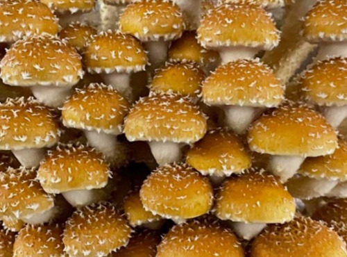 Naturélium - La pholiote du châtaignier 1kg