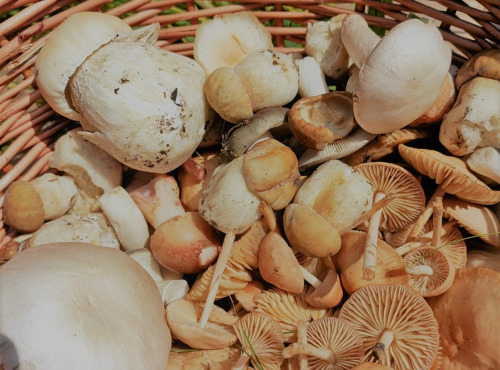 Rébecca les Jolies Fleurs - Champignons frais des sous bois