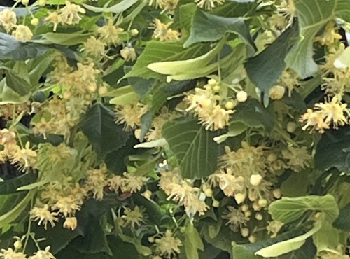 Domaine du Chillou - Tisane Tilleul Bio