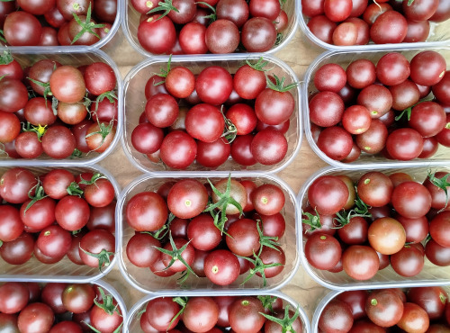 Nature et Saveurs - Ferme Aquaponique et Permacole Astérienne - Tomates Black Cherry