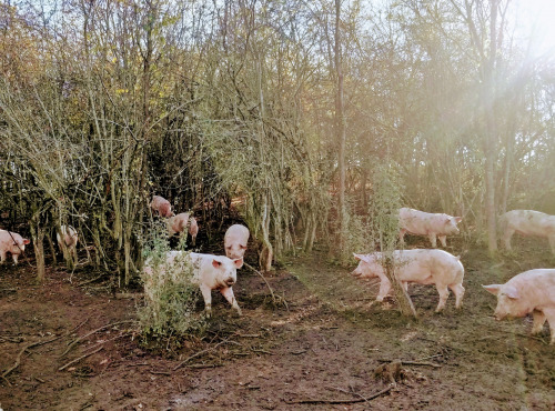 Safran des Volcans - Rillettes de Cochon au safran d'Auvergne 200g