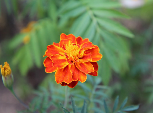 Les Jardins du Mas de Greil - Tagete, Fleurs fraîches barquette