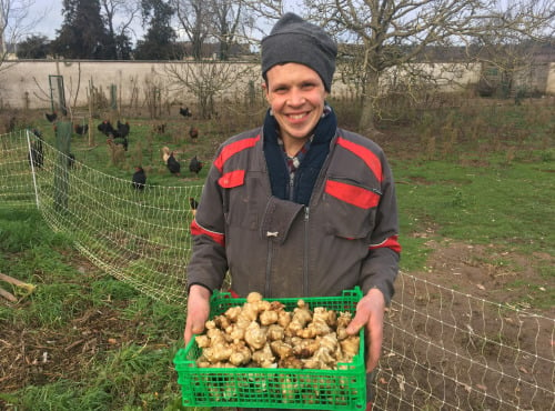 Des Poules et des Vignes à Bourgueil - Topinambours Du Matin