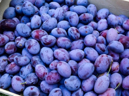 La Ferme des Prun'Elles - Quetsches 3 kg