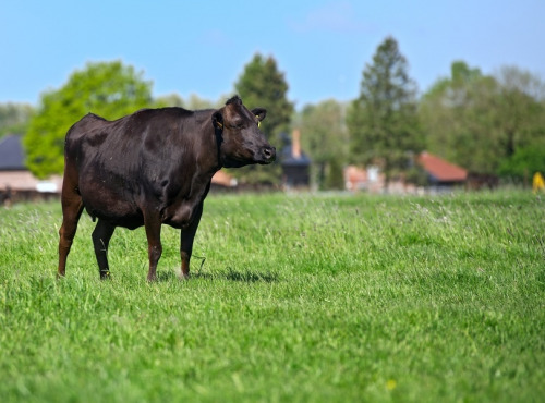 Domaine Sébastien Moreau - Le Filet de Campiache - Race Wagyu Hauts-de-France