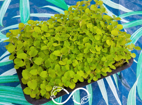 Nature et Saveurs - Ferme Aquaponique et Permacole Astérienne - Micro Pousses d'Agastache