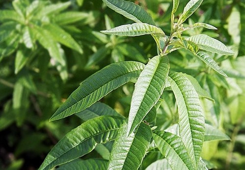 Les Jardins du Mas de Greil - Verveine Citronnelle, Feuilles Fraîches