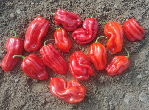 HERBA HUMANA - Habanero Rouge - 300g