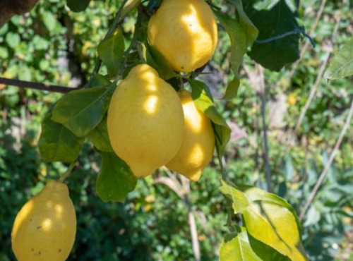 Les Hespérides - Coopérative de la Riviera Française - Citron Lunario 5kg