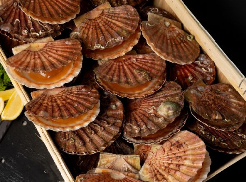 Pêcherie Granvillaise - Coquilles Saint-Jacques de Normandie 10kg