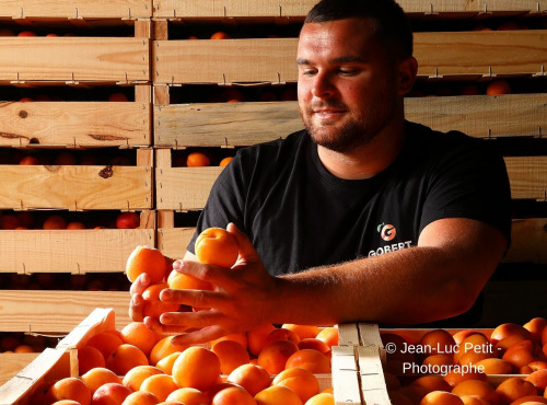 Gobert, l'abricot de 4 générations - Abricots 18kg