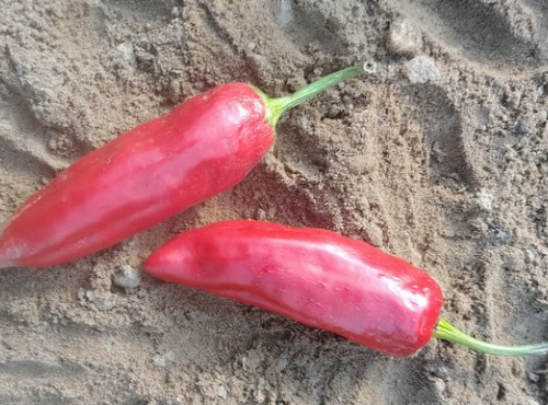 HERBA HUMANA - Piment frais Goria