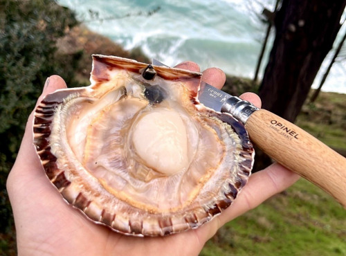 Chalutier La Jajane - Coquilles Saint Jacques entières de la Baie de St Brieuc - 6kg