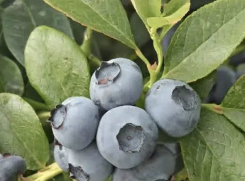 L'OLIVERAIE DU COUDON - MYRTILLES   6 BARQUETTES DE 125GR