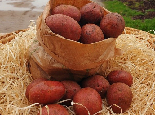 Les Champs Paradis - Pommes de terre "Alouette"