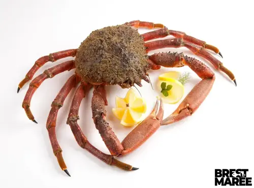 Brest Marée - Araignée Mâles cuites - pièce de 1kg