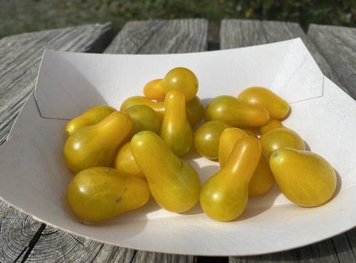 Ferme Sinsac - tomate poires jaunes (barquette de 250grs)