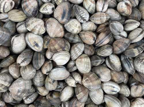 Aquaculture Chez Jaouen - Palourdes 500g