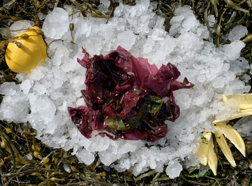 Thaëron - Dulse - Barquette de 125 g