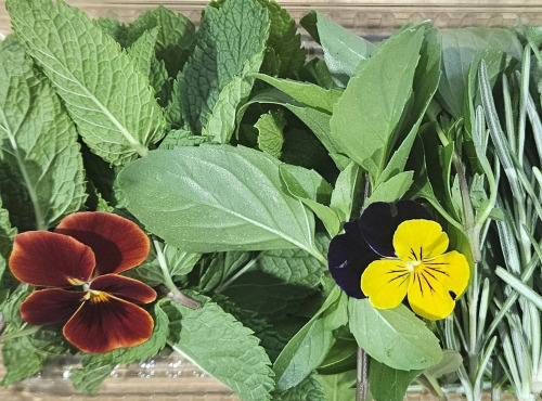 Midiflore - Aromates fraiches pour Apéro & Cocktails 40g