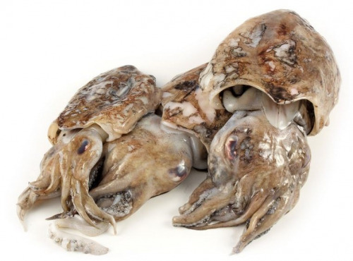 Godaille de l'Armement Cherbourgeois - En Direct du Bateau - Seiche – Pièce De 1 Kg