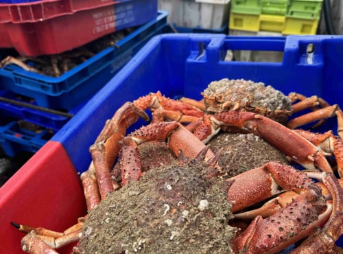 Armement Providence - En direct du bateau - Araignée de mer vivante - MOYENNE 1kg /1,2 kg