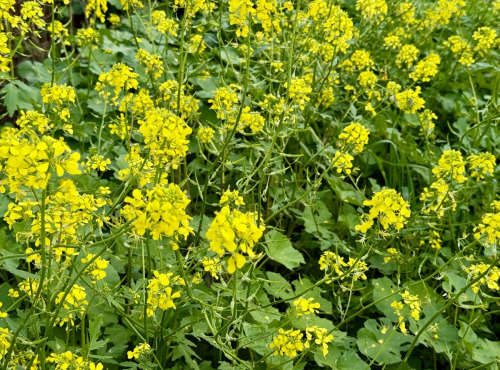 Naturélium - Moutarde sauvage - botte de 300g