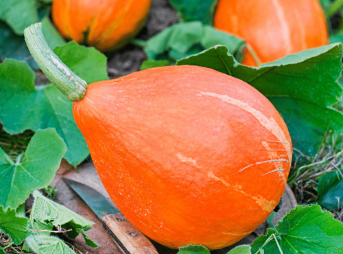 Maréchal Fraicheur - Potimarron - 1 kg