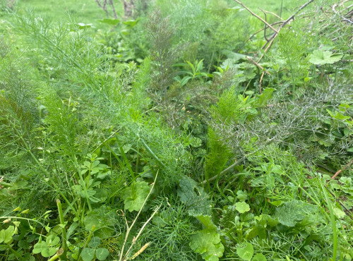 Des Poules et des Vignes à Bourgueil - Plant de fenouil