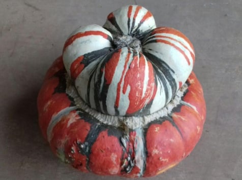 Multiproductions - Cédric Joliveau - Courge Giraumon Turban 2kg