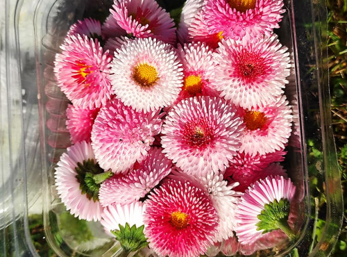 Les Jardins du Mas de Greil - Pâquerette Double Strawberry