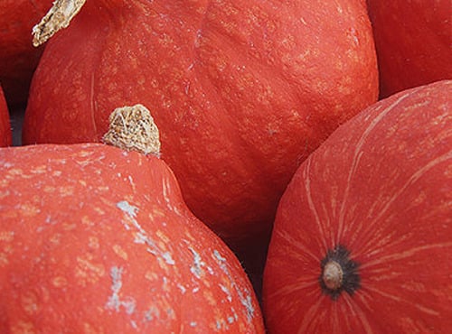 Mon Petit Producteur - Courge Potimarron Red Kuri bio [poids moyen 1.3 kg]