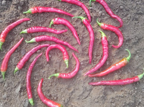 HERBA HUMANA - Piment Guindilla - 300g