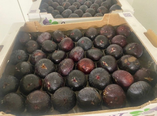 L’Oliveraie du Coudon - FIGUES PLATEAU 5 COLIS de ( 1k6 a 1k8 environ)