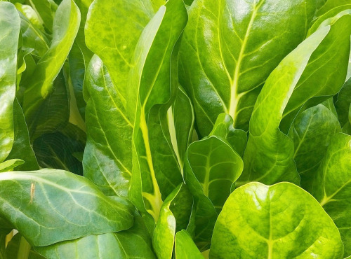Nature et Saveurs - Ferme Aquaponique et Permacole Astérienne - Jeune blette blanche Jessica - 250g
