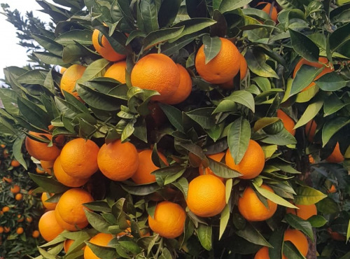 LES VERGERS DE BRAVONE - Orange Bio Corse 25kg