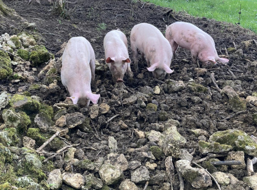 Les Biquettes de Cercles - Dunn Georgina - [Précommande] Colis mixte 5 kg viande de porc bio plein-air