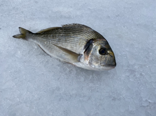 Pêcheur Toni  Micheau - Daurade Royale Sauvage De Méditerranée - Une Pièce De 350g