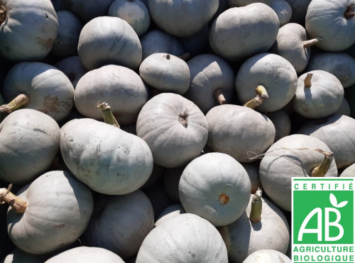 Le Châtaignier - Courges Bleu De Hongrie Bio - Colis 5 Kg