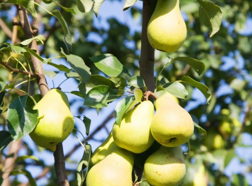 La Boite à Herbes - Poire Guyot bio - 3kg