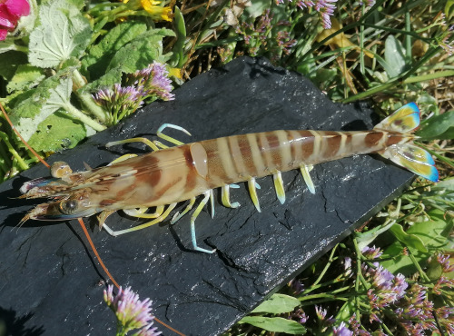 Gambas Impériales de France - Très Grosses Gambas Impériales Vivantes 1kg