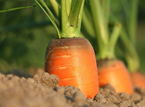 Le Châtaignier - Carottes sable - 10 Kg