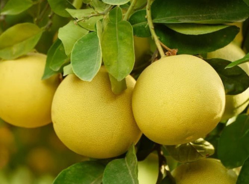 Les Hespérides - Coopérative de la Riviera Française - Pomelos blanc 5kg