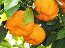 Les Hespérides - Coopérative de la Riviera Française - Orange amère 5kg