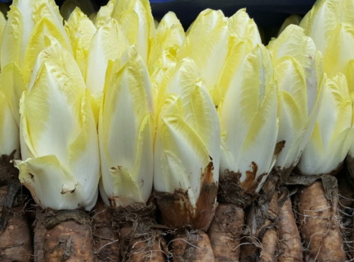 Le Pré de la Rivière - Endive bio pleine terre