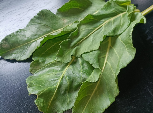 Rébecca les Jolies Fleurs - Légumes verts : Bette maritime